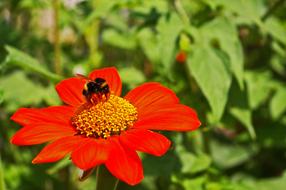 Hummel Insect on Summer Flower
