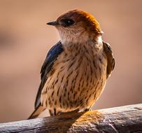 little bird on a log
