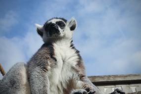 Lemur Sky Monkey