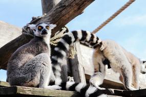 lemurs walking by the tree