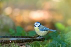 Blue Tit Bird blur photo