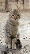 grey tabby Cat sits on ground