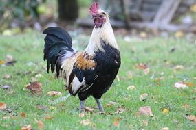 colored rooster on the grass