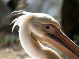 Pelikan Bird Animal