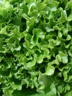 Green healthy lettuce leaves