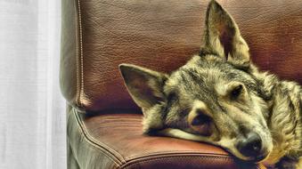 Dog Bank Rest