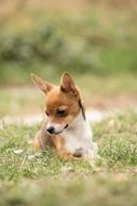 small Dog Animal on meadow