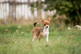Dog Animal Mammal