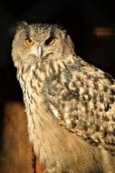 perched Bird of prey, grey Owl
