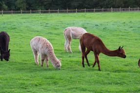 Alpaca Grass Mammal