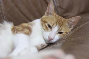 Cat Lay