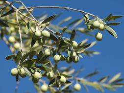 green fruit on the tree