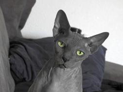 Sphynx Hairless cat