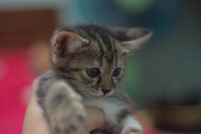 Kittycat blur photo