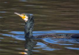 Cormorant Birds Water Bird Animal