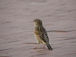 House Sparrow Bird on pavement