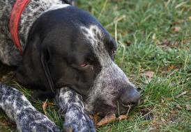 sweet dog lying asleep in the grass