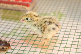 Puppy Quail Chicken Cock