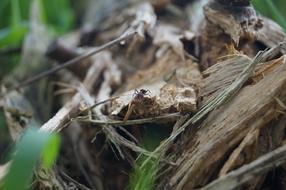 Ant Natural Insect