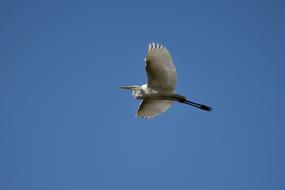 wild egret bird at flight
