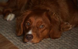 Dog Toller Pet