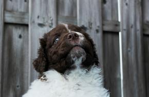 Puppy Dog Pet