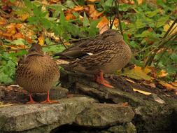 wild ducks on the rocks