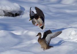 Duck Landing Animal