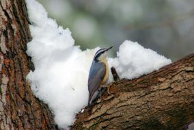 Nuthatch perched tree on snowy Winter