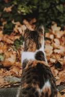 Cat Autumn Mood