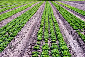 fresh plants in the vegetable garden