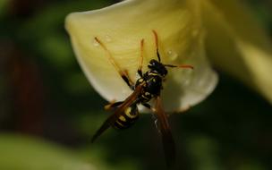 yellow flower with a wasp