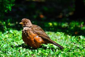 Bird Green Animal
