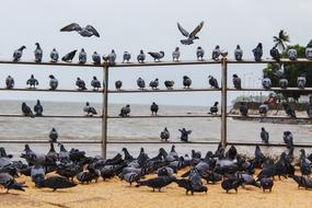 Birds Day Sun