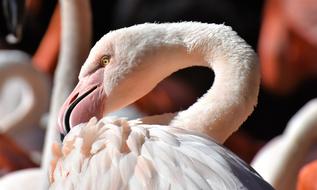 Flamingo Bird Colorful