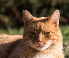 red Cat on sunny day, blur background