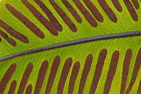 -Tongue Fern Leaf Spores