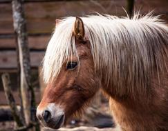 Pony Mammal Animal