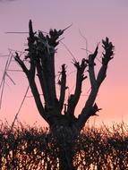 Tree at pink Sunset atmospheric view