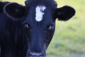 Cow Black White