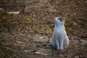 Cat Autumn Colors Fall