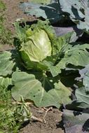 Green healthy cabbage in the garden