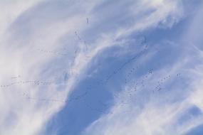 Migratory Birds Bird