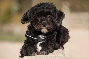 Dog Animal Hybrid