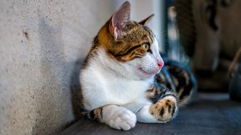 Portrait Of Cat profile