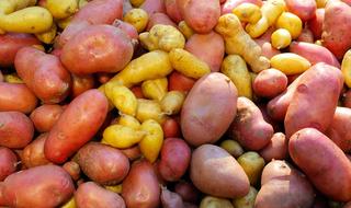 ripe potatoes harvest