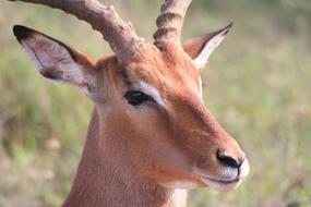 Buck Antelope Animal