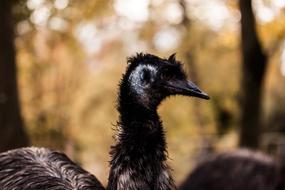 Emu Bouquet Bird Animal
