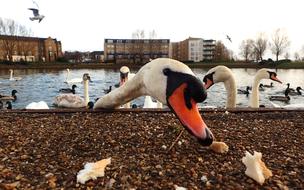 Animal Beak Birds