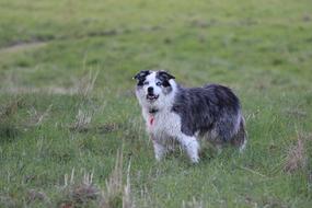 dog walks on the grass